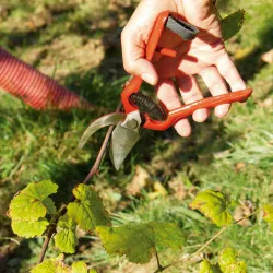 Sekator kuty 23cm kuty pomarańczowy mod. P14