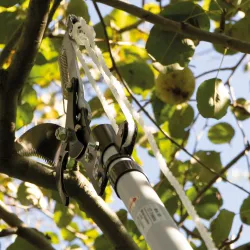 Sekator gąsienicowy z piłą do gałęzi mod.550